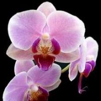 orchid