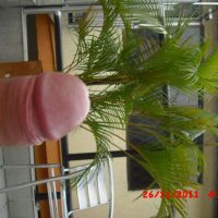 pacorroco